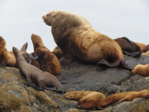 Steller sea lion in Deep Cove